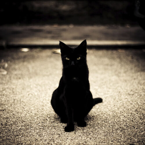 gato-negro-halloween